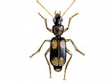 Illustration of Ground Beetle (Dromius quadrimaculatus) (#1568)