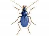 Illustration of Ground Beetle (Leistus spinibarbis) (#1567)