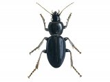 Illustration of Ground Beetle (Pterosichus madidus) (#2902)