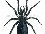 Illustration of Ground Spider (Zelotes latreillei) (#4233)