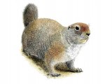 Illustration of Ground Squirrel (Spermophilus columbianus) (#0262)