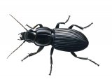 Illustration of Ground beetle (Pterostichus melanarius) (#2674)