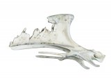 Illustration of Grouse breastbone (#4155)