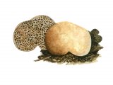 Illustration of Gymnomyces xanthosporus (#1990)