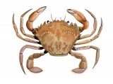 Illustration of Harbour Crab (Liocarcinus depurator) (#2378)