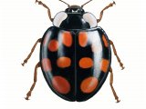 Illustration of Harlequin Ladybird (Harmonia axyridis) (#0510)