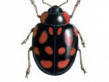 Illustration of Harlequin Ladybird (Harmonia axyridis) (#0891)