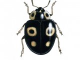 Illustration of Harlequin Ladybird (Harmonia axyridis) (#0512)