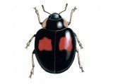 Illustration of Harlequin Ladybird (Harmonia axyridis) (#0922)