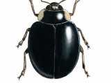 Illustration of Harlequin Ladybird (Harmonia axyridis) (#0511)