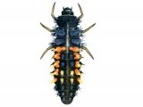 Illustration of Harlequin Ladybird Larvae (Harmonia axyridis) (#1665)