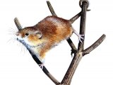 Illustration of Harvest Mouse (Micromys minutus) (#0267)