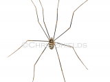 Illustration of Harvestman (Opilio canestrinii) (#2675)