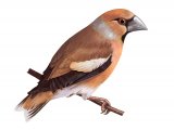 Illustration of Hawfinch (Coccothraustes coccothraustes) (#3657)