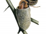 Illustration of Hawkthorn Sawfly (Trichiosoma tibiale) (#4366)
