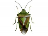 Illustration of Hawthorn Shield Bug (Acanthosoma haemorrhoidale) (#1697)