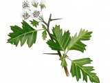 Illustration of Hawthorn flowers (Crataegus monogyna) (#4331)