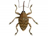 Illustration of Hazelnut Weevil (Curculio nucum) (#3129)