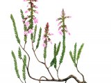 Illustration of Heather (Calluna vulgaris) (#2073)