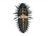 Illustration of Heather Ladybird Larvae (Chilocorus 2-pustulatus) (#1796)