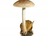 Illustration of Hebeloma hetieri (#3583)