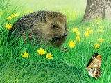 Illustration of Hedgehog (Erinaceus europaeus) (#0268)