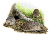 Illustration of Hedgehog (Erinaceus europaeus) (#2382)