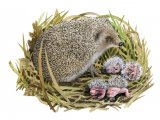 Illustration of Hedgehog (Erinaceus europaeus) (#2384)