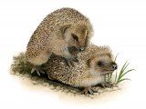 Illustration of Hedgehog (Erinaceus europaeus) (#2409)