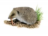 Illustration of Hedgehog (Erinaceus europaeus) (#2410)