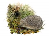 Illustration of Hedgehog (Erinaceus europaeus) (#2411)
