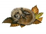 Illustration of Hedgehog (Erinaceus europaeus) (#2413)