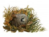 Illustration of Hedgehog (Erinaceus europaeus) (#2414)