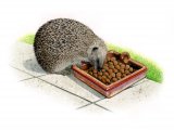 Illustration of Hedgehog (Erinaceus europaeus) (#2418)
