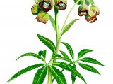 Illustration of Hellebore (Stinking) Helleborus foetidus (#0850)