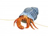 Illustration of Hermit Crab (Dardanos megistos) (#3425)