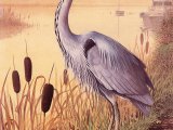 Illustration of Grey Heron (Ardea cinerea) (#3676)