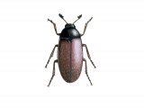 Illustration of Hide Beetle (Dermestes maculatus) (#2872)