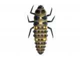 Illustration of Hieroglyphic Ladybird Larvae (Coccinella hieroglyphica) (#1782)
