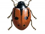 Illustration of Hieroglyphic Ladybird (typica) Coccinella hieroglyphica (#0897)