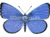 Illustration of Holly Blue (male) Celastrina argiolus (#1381)