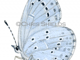 Illustration of Holly Blue (male) Celastrina argiolus (#1382)