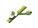Illustration of Holly Flower (Ilex aquifolium) (#3262)
