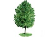 Illustration of Holly (Ilex aquifolium) (#0997)