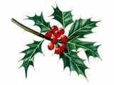 Illustration of Holly leaves & berries (Ilex aquifolium) (#0993)