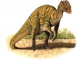 Illustration of Hererasaurus (#0041)