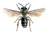 Illustration of Honey Bee (male) Apis mellifera (#0367)