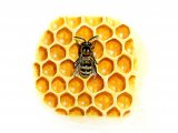 Illustration of Honey Bee (worker) Apis mellifera (#0398)