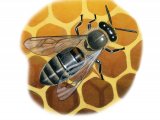 Illustration of Honey Bee (worker) Apis mellifera (#3791)