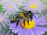 Illustration of Honey Bee (worker) Apis mellifera (#3892)